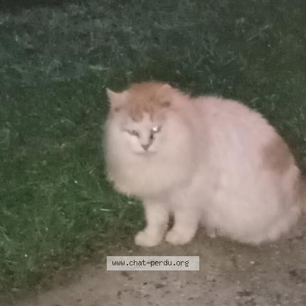 Foto 1/1 Gato encontrado Encontrado en Candresse