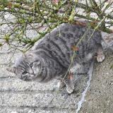 Foto de gato encontrado en Blairville