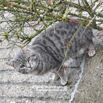 Foto 1/1 Gato encontrado Encontrado en Blairville