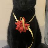 Foto del gato perdido en Saint Marcel Les Valence