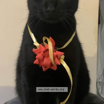 Foto 1/1 Elros Chat perdido en Saint marcel les valence