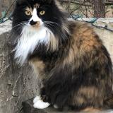 Foto del gato perdido en Saint Hippolyte Du Fort