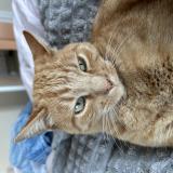 Foto del gato perdido en Allegre