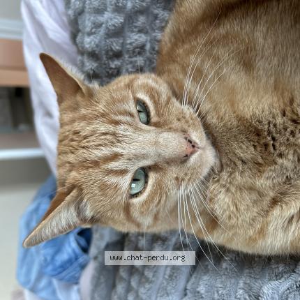 Foto 1/1 Truffe Chat perdido en Allegre