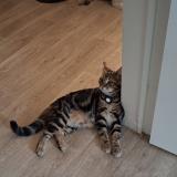 Foto del gato perdido en Bayeux