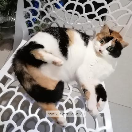 Foto 1/1 Bella Chat perdido en Champdotre