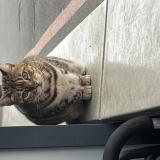 Foto de gato encontrado en Tourcoing