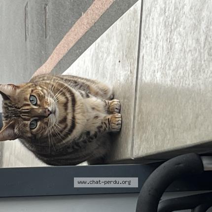 Foto 1/1 Gato encontrado Encontrado en Tourcoing