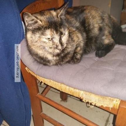 Foto 2/2 ISABELLE Chat perdido en Amiens