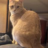 Foto del gato perdido en Chanas