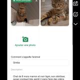 Foto del gato perdido en Le Bignon