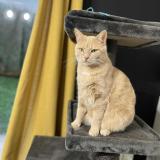 Foto del gato perdido en St Quentin Fallavier