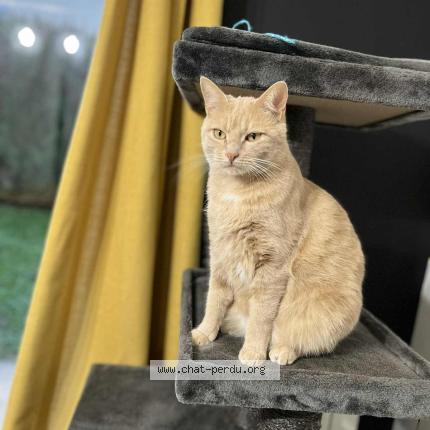 Foto 1/1 CARTER Chat perdido en St quentin fallavier