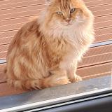 Foto del gato perdido en Dompierre Sur Besbre