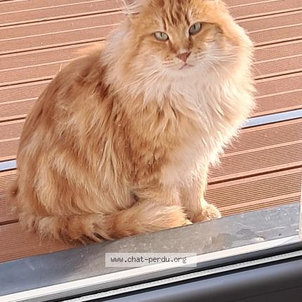 Foto 1/1 Macdo Chat perdido en Dompierre sur besbre