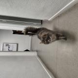 Foto de gato encontrado en Lezignan Corbieres