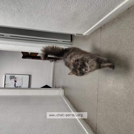 Foto 1/1 Gato encontrado Encontrado en Lezignan corbieres