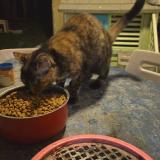 Foto del gato perdido en La Roche Vineuse