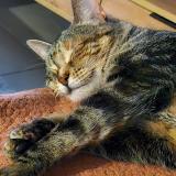 Foto del gato perdido en Merignac