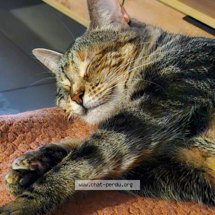 Foto 1/1 Faya Chat perdido en Merignac