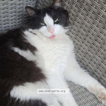 Foto 1/1 MEÏKO Chat perdido en Nimes