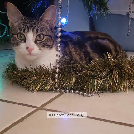 Foto 1/3 Gustave Chat perdido en Tournefeuillle