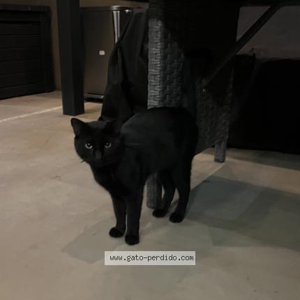 Foto 1/1 Gato encontrado Encontrado en Santa ana