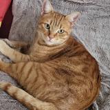 Foto del gato perdido en Paladru