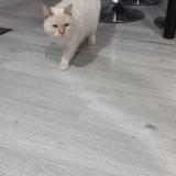 Foto de gato encontrado en Puy L Eveque