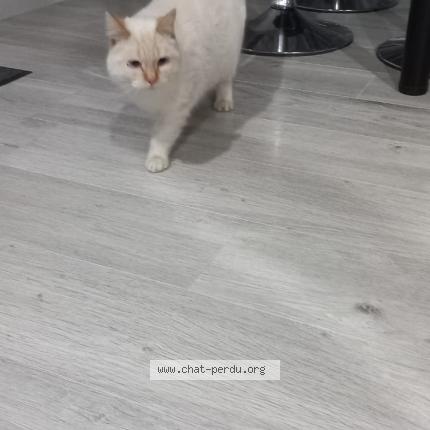 Foto 1/1 Gato encontrado Encontrado en Puy l eveque