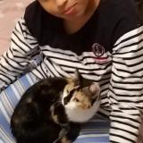 Foto del gato perdido en La Roche Sur Yon