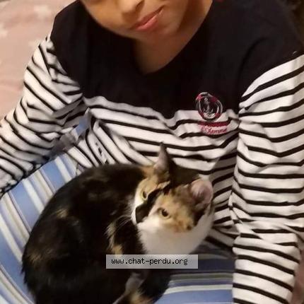 Foto 1/1 Girard kodjo Chat perdido en La roche sur yon