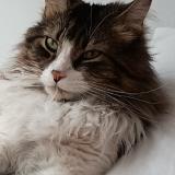 Foto del gato perdido en Santiago