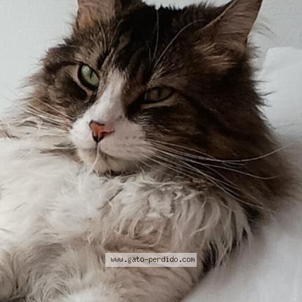 Foto 1/1 Rusito Chat perdido en Santiago