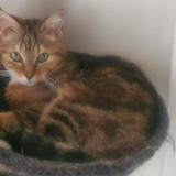 Foto del gato perdido en Niort