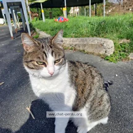 Foto 1/1 Moon Chat perdido en Itxassou