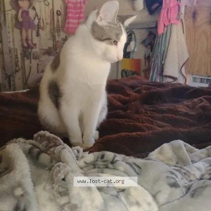 Foto 1/1 Clyde Chat perdido en Dubach