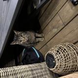 Foto de gato encontrado en Beaugency