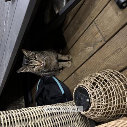 Foto 1/1 Gato encontrado Encontrado en Beaugency