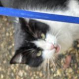 Foto de gato encontrado en Bordeaux