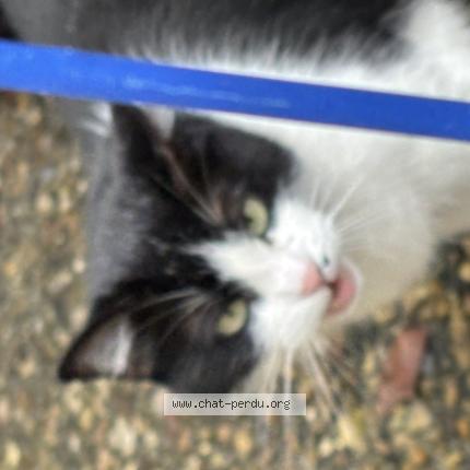 Foto 1/1 Gato encontrado Encontrado en Bordeaux