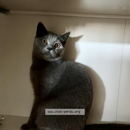 Foto 1/1 GRIBOUILLE Chat perdido en Saint herblain