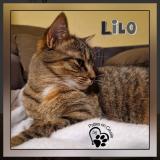 Foto del gato perdido en Le Faouet