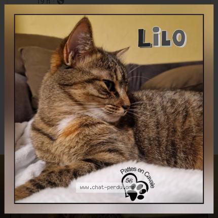 Foto 1/1 Lilo Chat perdido en Le faouet