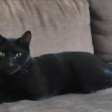 Foto del gato perdido en Avignon