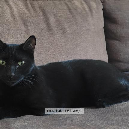 Foto 1/1 Black Chat perdido en Avignon
