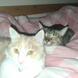 Foto del gato perdido en Montpellier