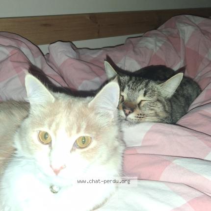 Foto 1/1 Gato encontrado Perdido en Montpellier