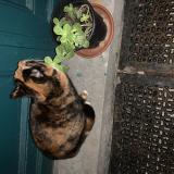 Foto de gato encontrado en Schaerbeek