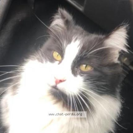 Foto 1/1 Intrépide Chat perdido en Le blanc mesnil